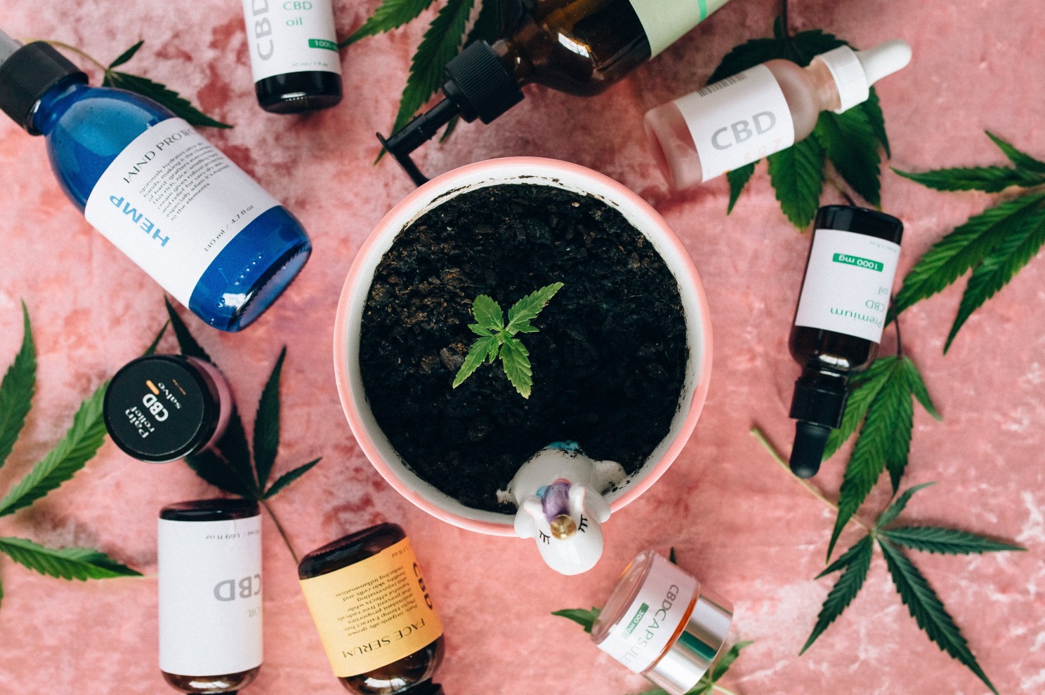 hand holdeing a seedling